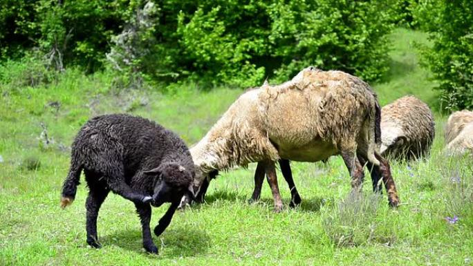 “新西兰的绵羊”