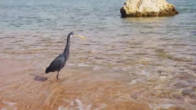 礁鹭在埃及红海的海滩上打鱼