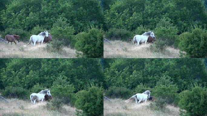白色野马在森林草地上嘶鸣