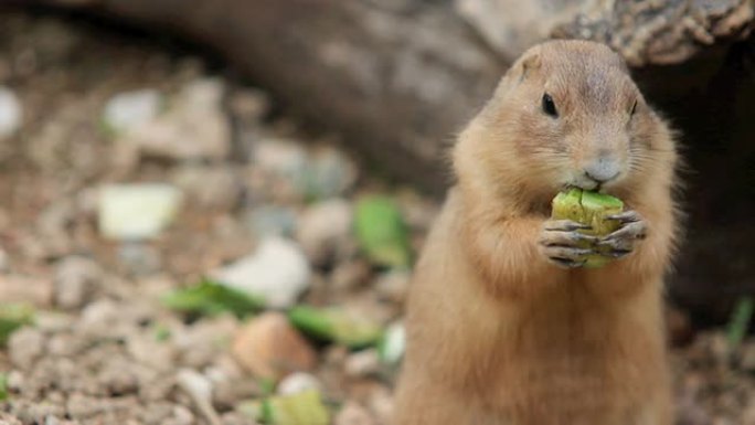 可爱的地鼠吃苹果