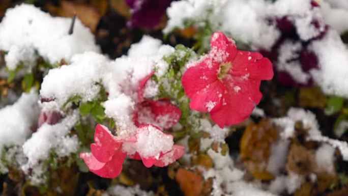 粉红色的花朵与雪