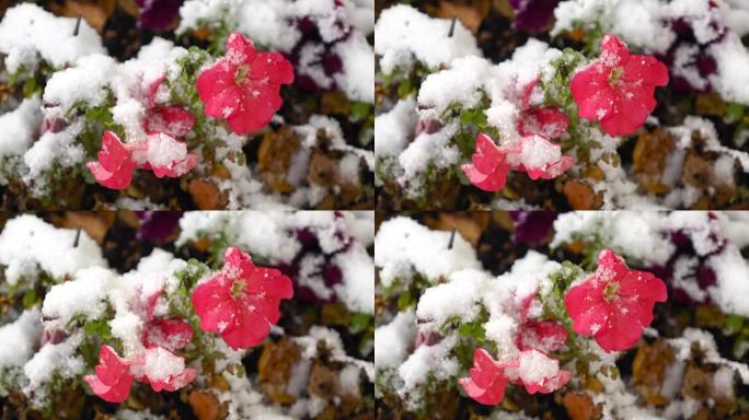 粉红色的花朵与雪