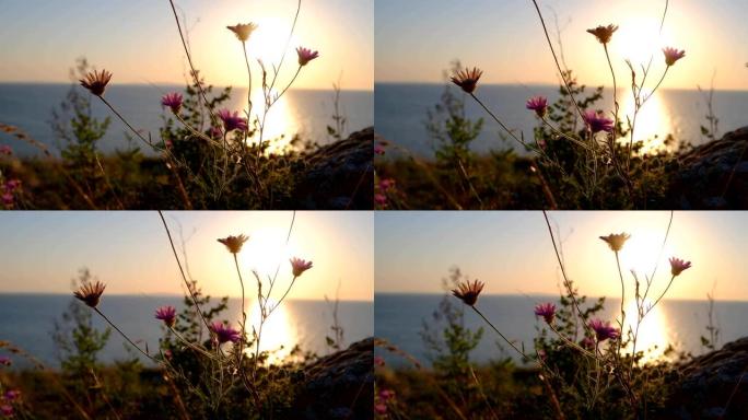 桑塞特的野花对抗海洋地平线