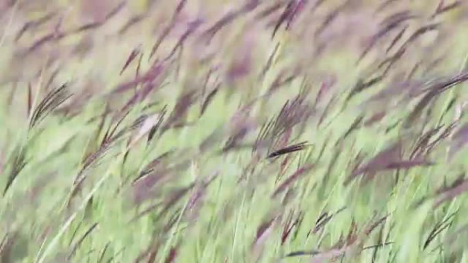 田野中的草甸草在风中摇曳