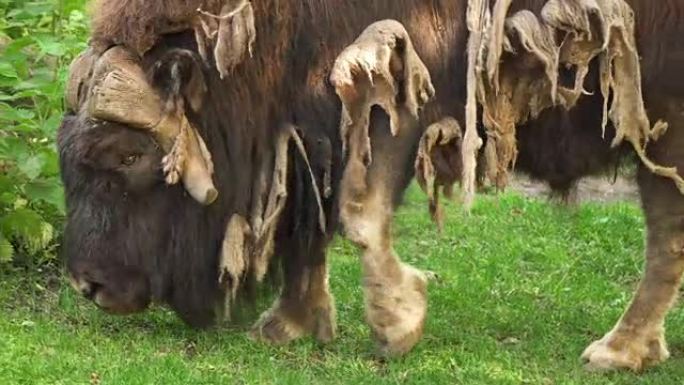 野生成年雄性麝牛在林间空地上放牧。阳光明媚的夏日，动物脱落毛发
