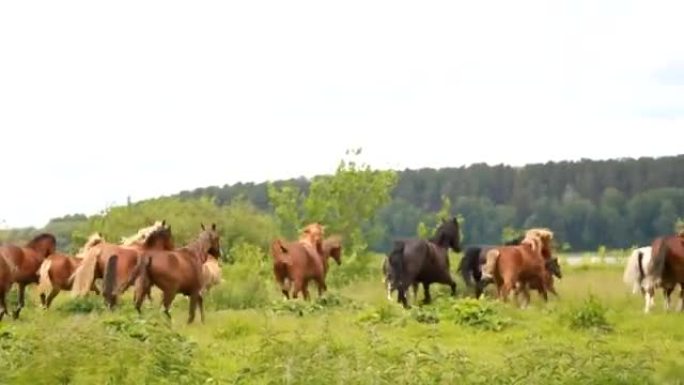 马在田野上疾驰。马群