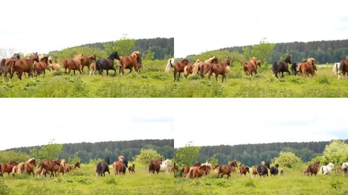 马在田野上疾驰。马群