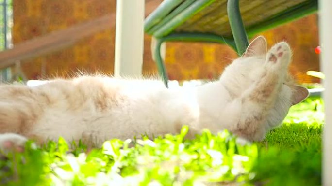 绿色草坪上的姜猫高清