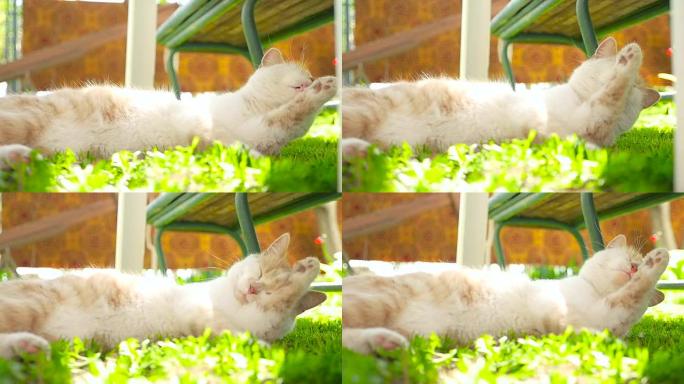 绿色草坪上的姜猫高清