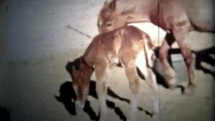 奥尔巴尼,纽约。美国——1953年:新生的小马驹和它的母亲享受着农场的自由生活。