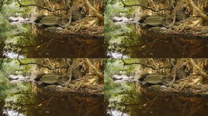 溪流中的树水反射