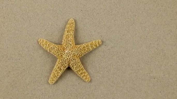 海星躺在沙滩上的近似，变焦