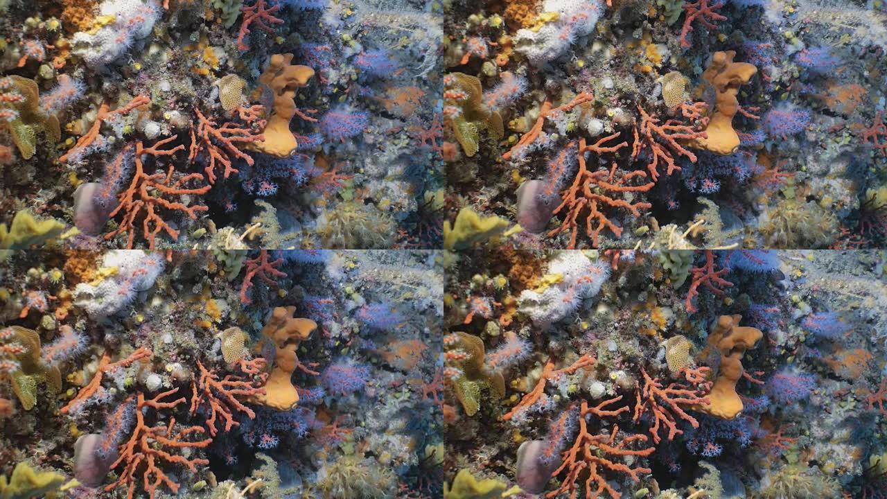 地中海的红珊瑚大堡礁热带澳洲