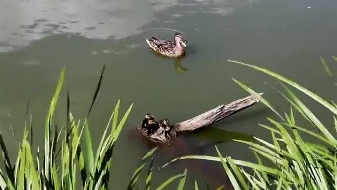 鸭子妈妈把它们的小鸭子叫到水里