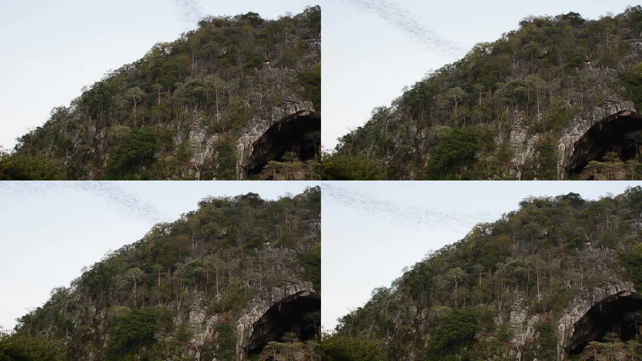 蝙蝠从山洞飞翔