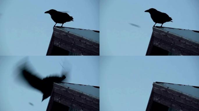 乌鸦栖息在屋顶顶角小鸟在阴暗的阴天后面飞翔