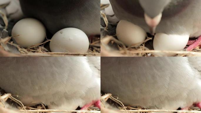 鸽子在家巢中孵蛋