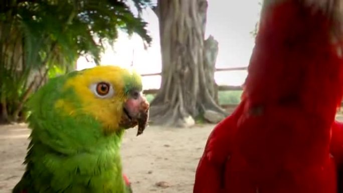 鹦鹉。红鹦鹉和绿鹦鹉一起出演镜头。热带南美鹦鹉挂在一起