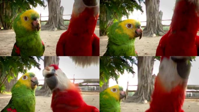 鹦鹉。红鹦鹉和绿鹦鹉一起出演镜头。热带南美鹦鹉挂在一起