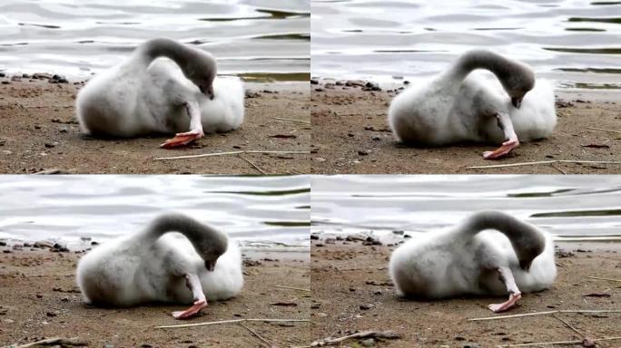 小天鹅在湖岸清洗羽毛