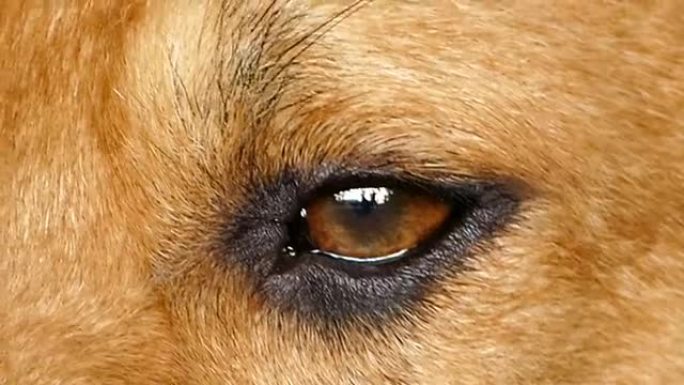 棕色狗的眼睛。
