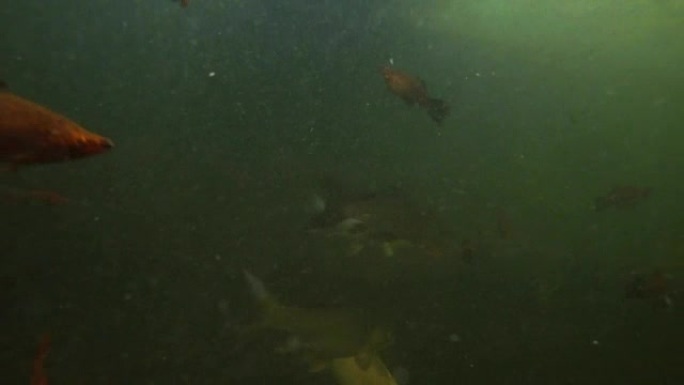 许多彩色小鱼在浑水水下自由游动拍摄