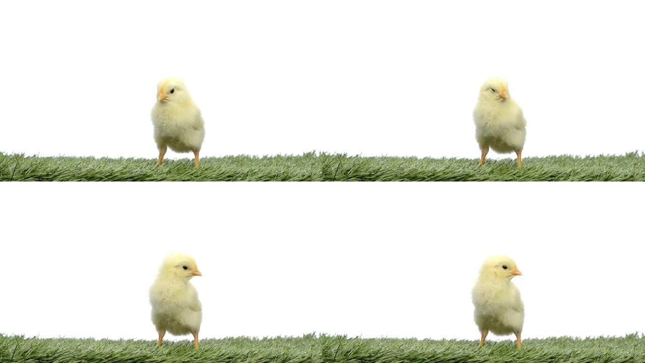 站在草地上的小鸡鸣叫