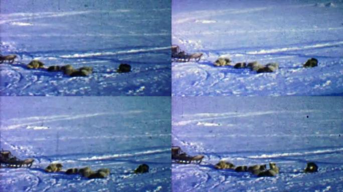 1957: 雪橇犬在漫长的一天拉扯自私的人类后休息。