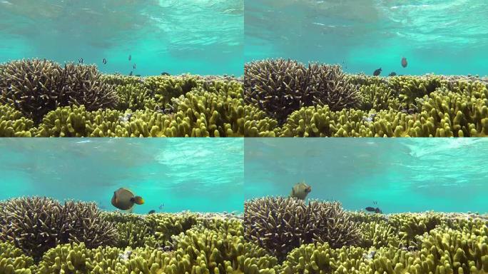 橙色衬里的触发鱼和珊瑚礁-关岛水下