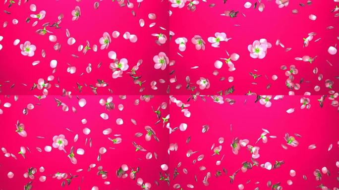 粉红色背景下的樱花