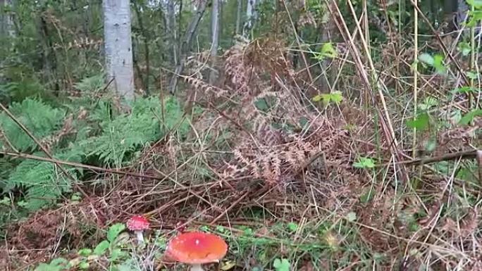 波罗的海地区森林中的鹅膏菌。