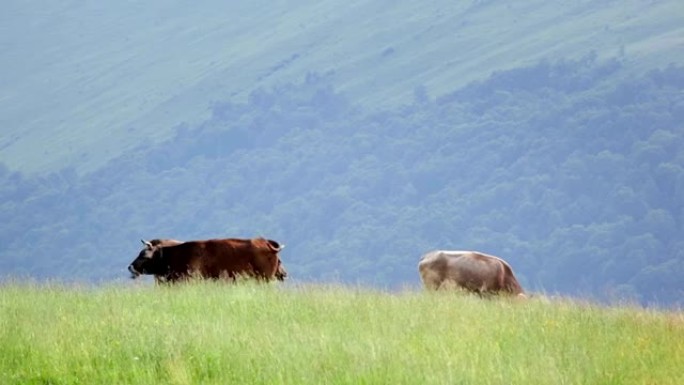 山地景观上的奶牛