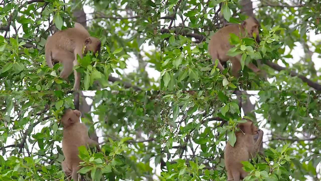 猴子在树上找食物