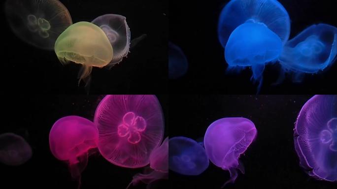 视频: 深色背景上的变色Jelly鱼