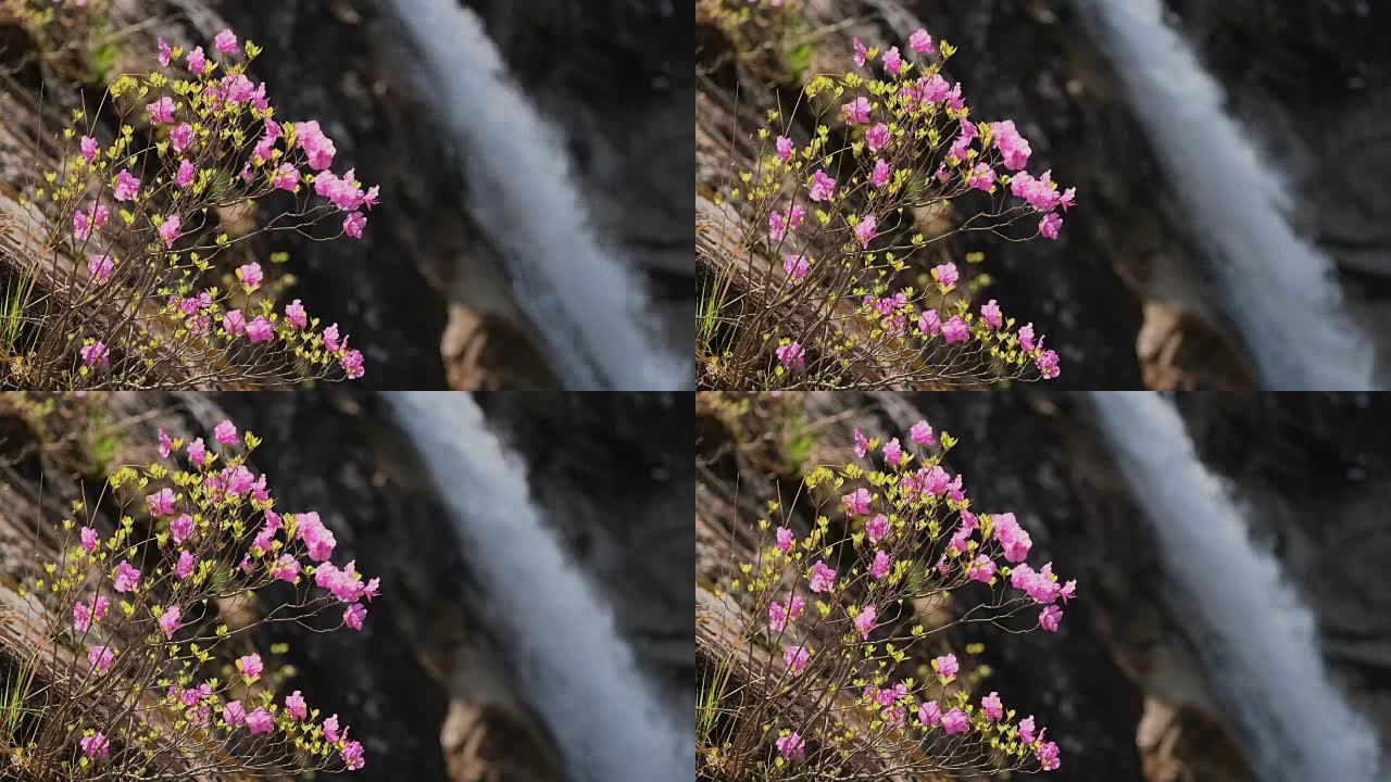 韩国Seoraksan国家公园的鲜花和瀑布