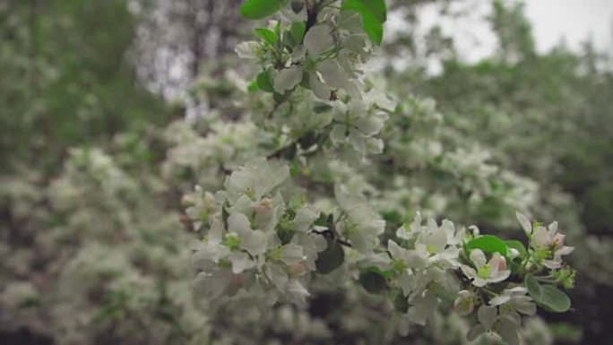 带有花朵和芽的苹果树枝