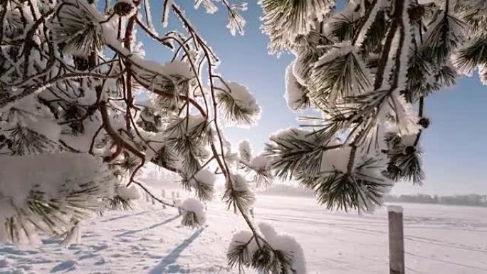 相机从左向右移动，拍摄带有树枝和田野的冬季景观