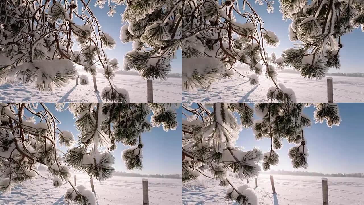 相机从左向右移动，拍摄带有树枝和田野的冬季景观