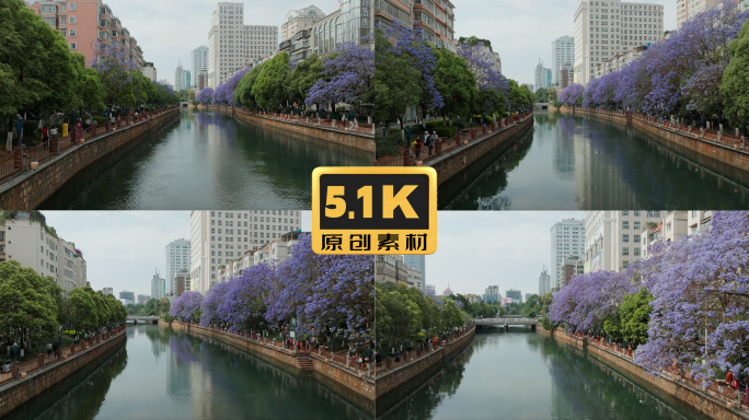 5K-蓝花楹盛开的昆明盘龙江，盘龙江航拍