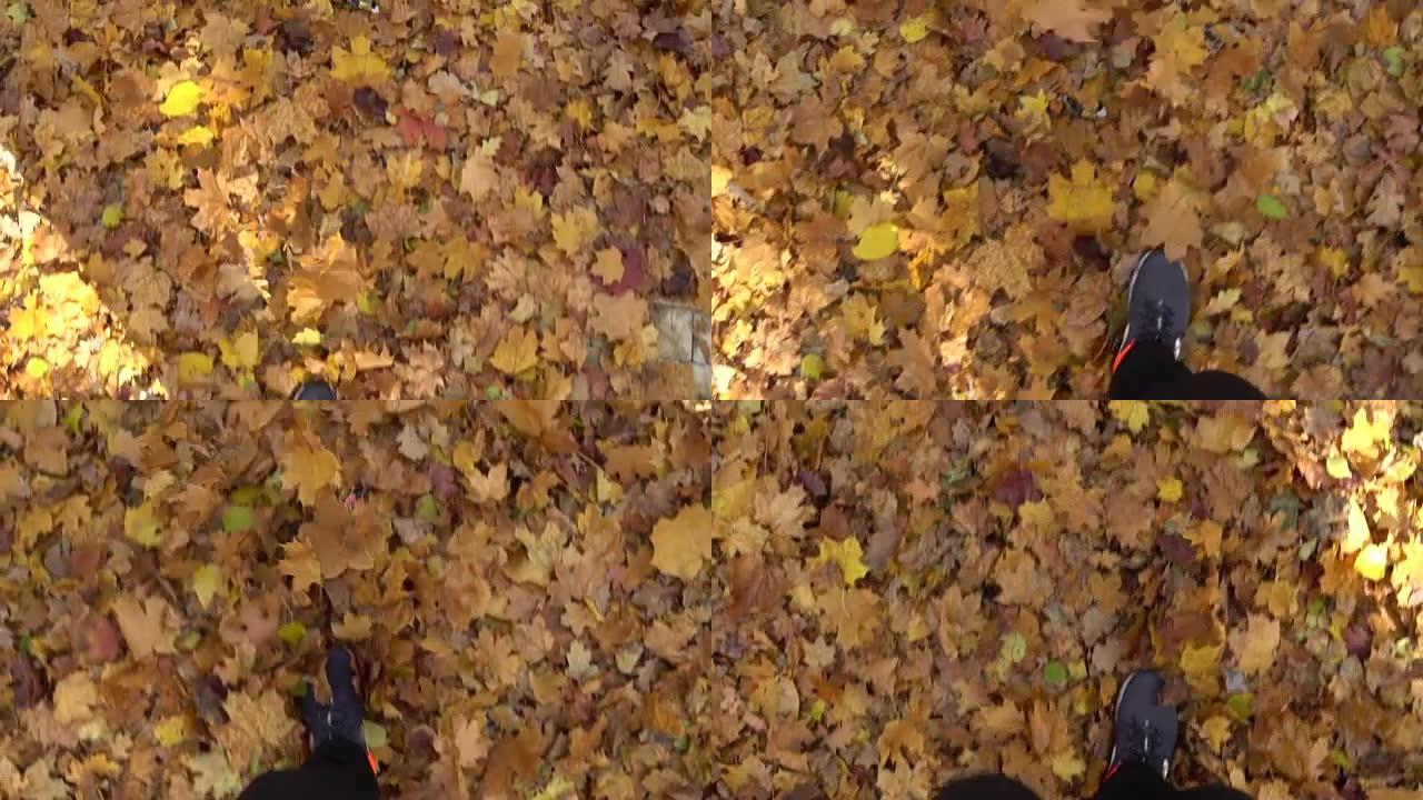 秋叶躺在地上