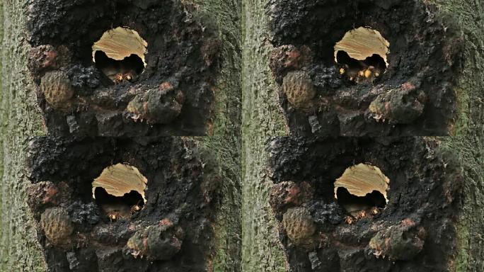 巢中的欧洲大黄蜂 (Vespa crabro)