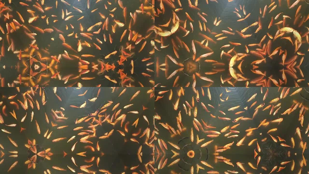千变万化抽象图案背景鱼在水中游泳