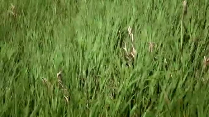 草地在风中摇曳的慢动作视频