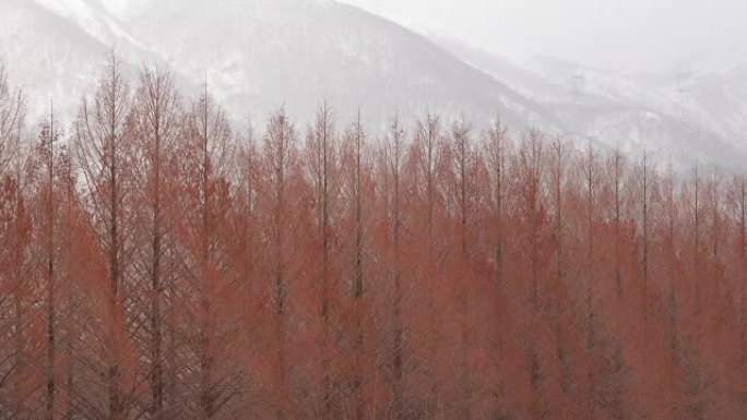 冬季水杉与山