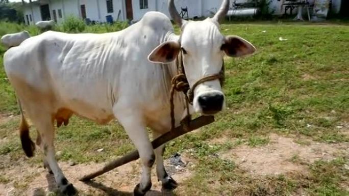 草地上的印度奶牛