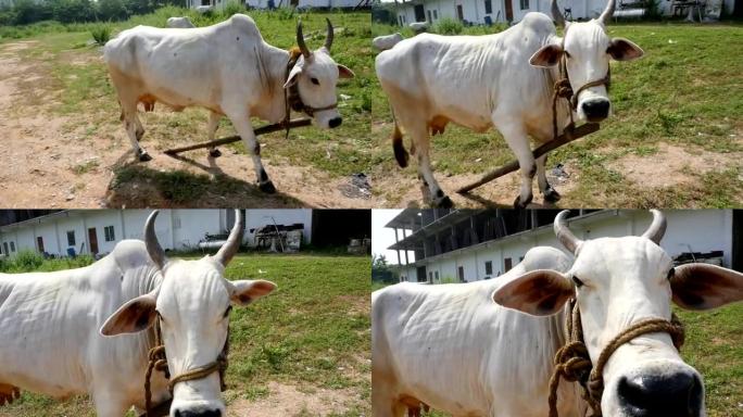 草地上的印度奶牛