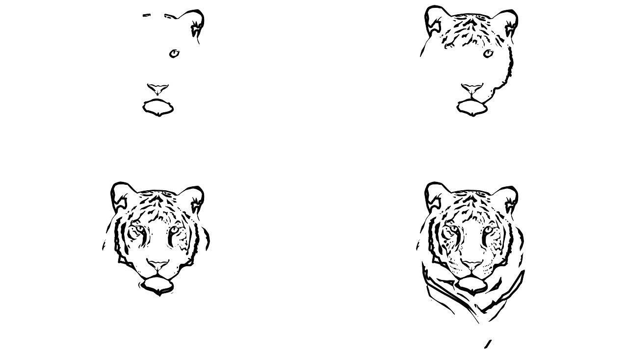 老虎的插图。