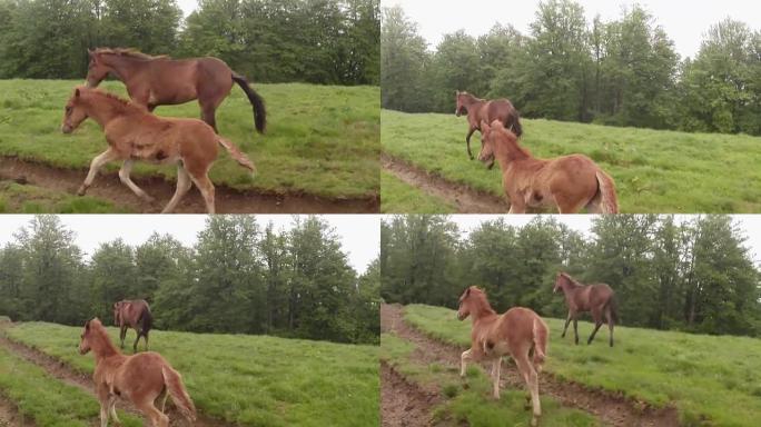 马宝宝伴随着一只成年马在树林附近的土路上赛马
