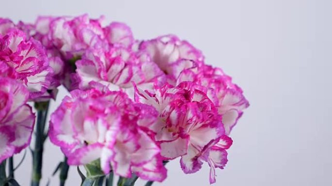 特写，鲜花，花束，白色背景上的旋转，花卉成分由明亮的紫色土耳其康乃馨组成
