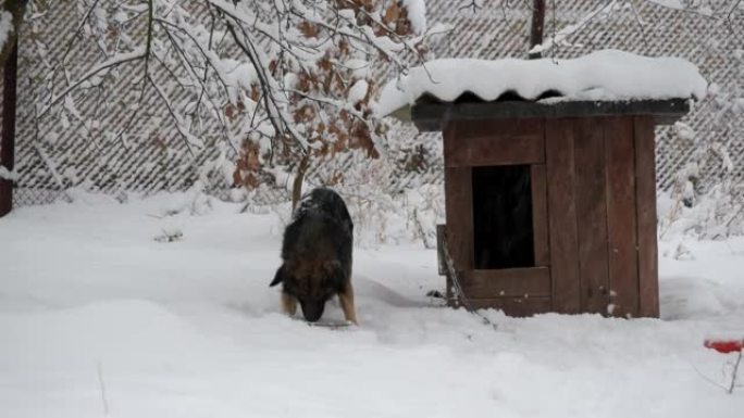 狗链吃雪在狗窝附近